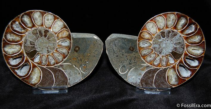 Unusual Desmoceras Ammonite Split Pair #387